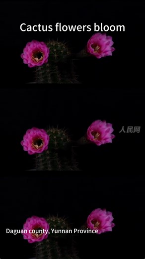 Watch this stunning time-lapse video of cacti in full bloom. It's a captivating glimpse into nature's hidden splendor. #TrendinginChina #flower | Xi's Moments
