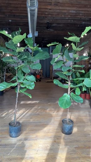 Big Plants Chicago on Instagram: "Sold. 10” XL Fiddle Figs 6.25FT Tall x 3FT Wide"