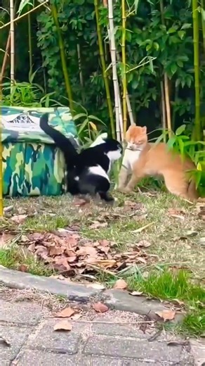 scared cats #catshorts #cats #catvideos #fyp #funnycats #shorts