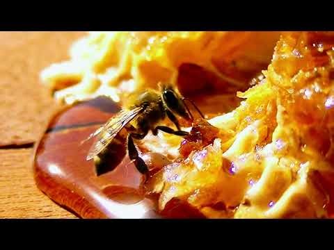 Nature’s Tiny Engineers. The Mysterious World of Bees #HoneyBee #Nature #Wildlife