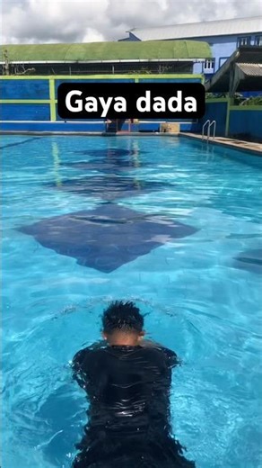 Renang gaya dada