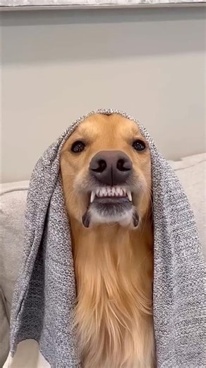 Diet Prank Gone Wrong! Dog Taught A Lesson!