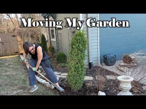 Moving My Garden! Saving My Climbing Hydrangea, Boxwoods and More