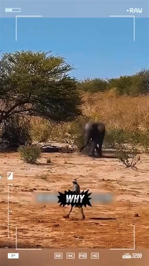 Elephant - the big brother of the savanna. #animals… Elephant - the big brother of the savanna. #animals… | Big Brains