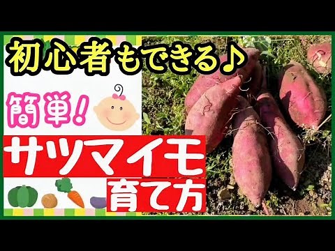 Easy to understand! How to grow sweet potatoes ♪ From planting to harvesting: The best way to gro...