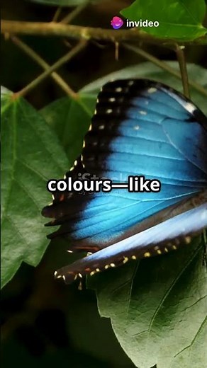 🦋✨ The Science Behind Butterfly Colors! #facts #cosmicexploration #spaceexploration #science