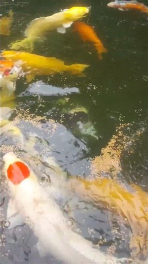 Color Explosion in the Koi Pond 🌈🐟