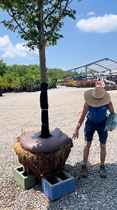 128 reactions | Keeping newly planted trees hydrated, especially in...