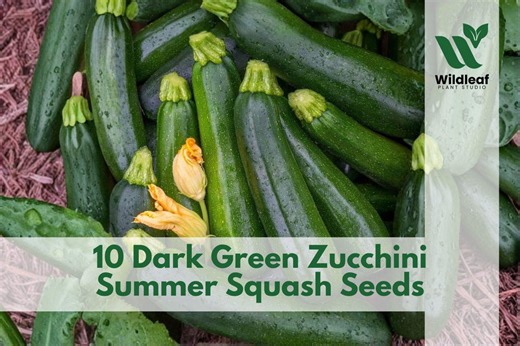 10 Dark Green Zucchini Summer Squash Seeds - Etsy