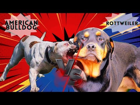 Rottweiler VS American Bulldog Dogs #rottweiler #americanbulldog #dog