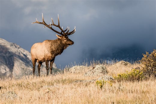 North Dakota Game and Fish announce available hunting licenses
