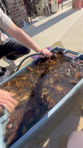 63K views · 2.1K reactions | Jacob washing some beautiful crawfish before boiling them #crawfish #crawfishboil | Da Landry Life | Facebook