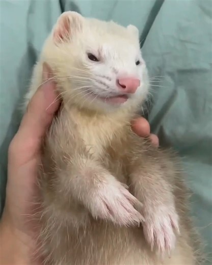 Perfect Shoot 😍 #FerretLife #FerretLover #Ferretsoftiktok #FerretReels #FunnyFerrets #WeaselWarDance #FerretZoomies #FerretFun #FerretTok | We're Ferrets lover