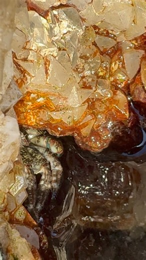 Such a sweet surprise to find a lil crab in this calcite vug 🥹🦀✨ | Marble Tulip Minerals & Lapidary