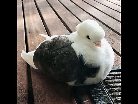 Old German Owl pigeon cooing compilation - Nutella the pigeon