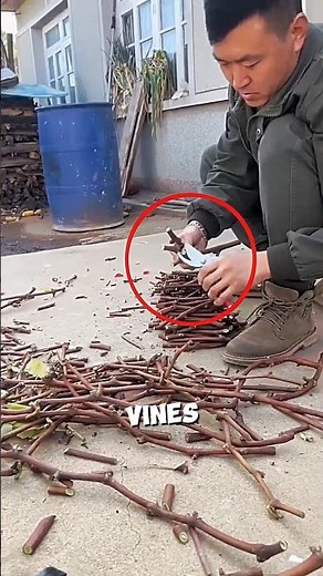 Grape cultivation method from dry branches🍇🤯#farming #shots