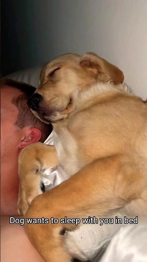 Can't Resist! Dog Cuddles in Bed Are the Best! 🐶💤