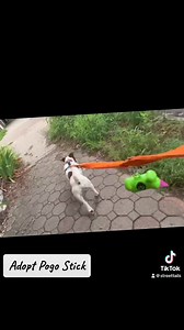 Your new best friend could be just a hop, skip, and a jump away! Adopt Pogo Stick at street tails.org/adopt #pogostickstreettails #adoptme #streettails #rescuedogsofinstagram #rescuedismyfavoritebreed | Street Tails Animal Rescue