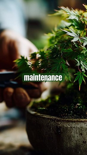 Our Essential Bonsai Guide is available to order - https://www.bonsaibarn.shop/products/the-essential-bonsai-guide | Bonsaibarn