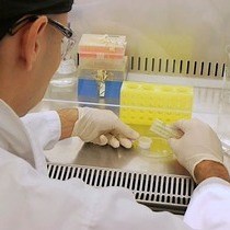 Video: The Use of Fluorescent Target Arrays for Assessment of T Cell Responses In vivo