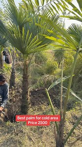 Rupicola palm | AGP Nursery Farm