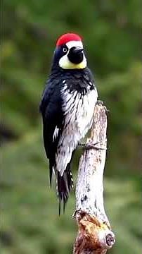 Acorn Woodpecker Calls Explained: Unique Sounds & Vocalizations Revealed