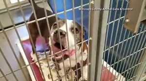 18K views · 391 reactions | Say hello to Krew! Seriously, say hello to this adoptable dog and he will say it back to you. *Sound on* https://nbc4i.co/2If2eG1 | NBC4 | Facebook