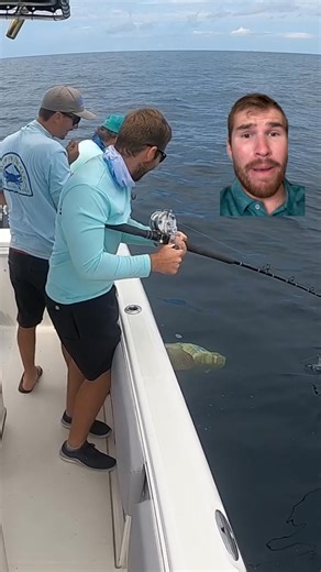 This Giant Goliath Grouper has something called barotrauma! You either have to vent or descend a fish this size back to the bottom! #goliathgrouper #grouperfishing #tampabay | Groupermvp