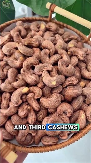 Cashew #cashew #nut #facts #wildlife #plants #diaries #nature #viralvideos #fyp #short