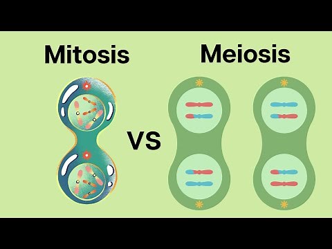 How is Meiosis different than Mitosis?