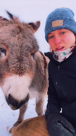 Understanding the Difference Between Donkey and Horse