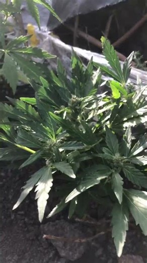 5week3days old. Outdoor autoflower grow #cannabisgrow #outdoorgrow #growshorts