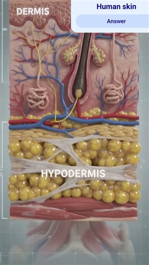 Human skin | layers of skin | Epidermis | Dermis | Hypodermis #biology #learning #science