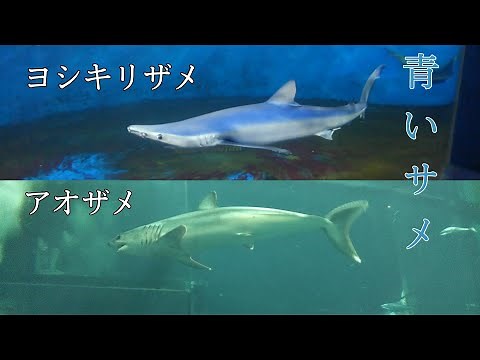 ～青いサメ～ ヨシキリザメ&アオザメ