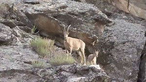 A photographer captured video footage of around a dozen Siberian ibexes in the Altai Mountains in Fuyun County, Altay Prefecture, northwest China's Xinjiang Uygur Autonomous. The Siberian ibex, also known as the Altai ibex, is under first-class state protection in China. | CGTN Nature