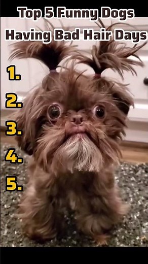 Top 5 Dog Hair Cut Fails That Went Wrong 😳