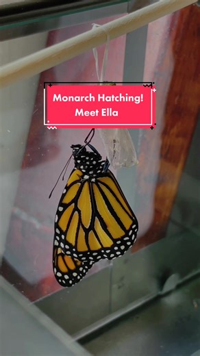 Monarch Butterfly Hatching: Meet Ella