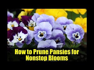 How to Prune Pansies for Nonstop Blooms | Expert Tips for Deadheading & Shaping