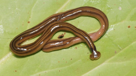The invasive and toxic hammerhead worm is popping up in Ontario