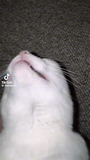 Duckman (@duckman3539)’s videos with original sound - Duckman