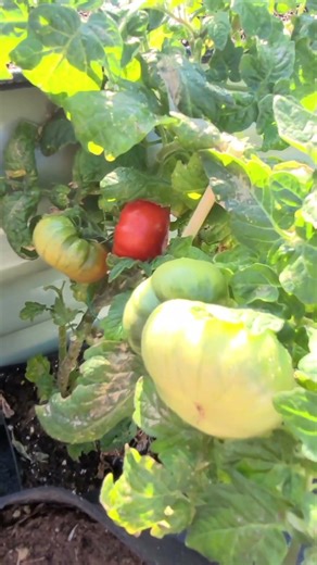 Ripe Tomato Outdoors In March In Zone 7a: Way Too Early