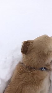 10K views · 180 reactions | How adorable is FRANK the golden retriever?! This is his first time seeing snow and it's in JAPAN at Hakuba after a 5 day snow storm. Frank's hooman, Matt, brought him over from Australia for the season, lucky Frank!  @Matt Gillespie | Miss Snow It All | Facebook
