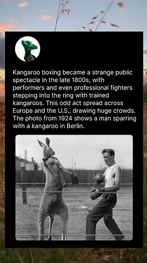 2.6K views | When Humans Actually Boxed Kangaroos | Weird, Fantastic and Odd Things | Facebook