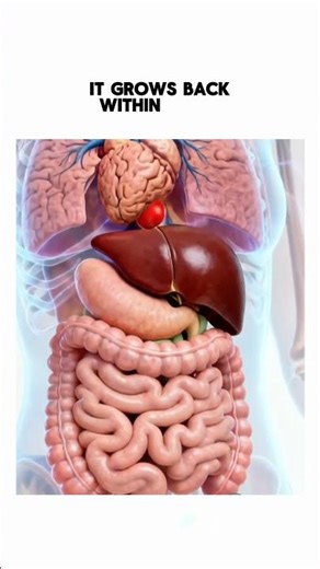 What Does Your Liver Actually Do?