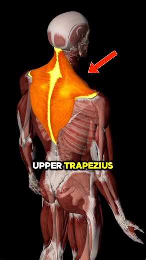 The Anatomy of Therapy on Instagram: "Neck and Upper shoulder pain You’ll need to do these with some consistency to break the cycle of pain They may provide quick relief as well but consistency is important for lasting change Which is also why I have had a weekly mobility class for well over a year now. Thousands have benefited from this consistent mobility focus on the joints and the muscles. Benefits: -bodyweight only, no equipment -20min of focused movements -stretch muscles as well as the jo