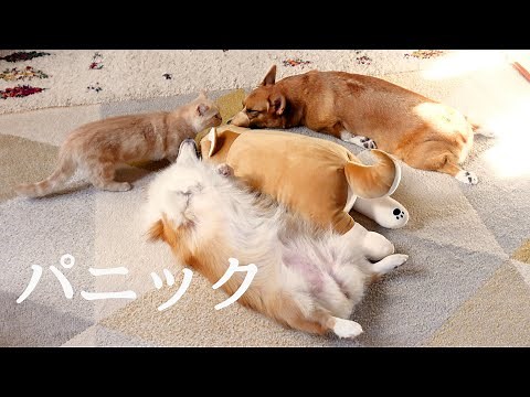 パニックになるコーギーとマンチカン