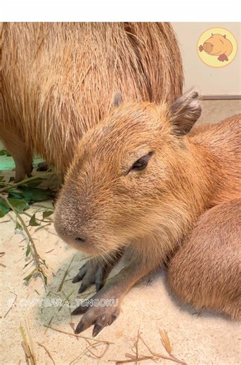🌟今日のカピバラ 🐾 Capybara of the day More videos on YouTube … かぴ天 / Capyten #capybara #カピバラ#capyten #masbro #Carpincho