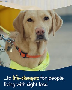 From just £1 a week, sponsor Doris, Jasper, or Clyde, our newest trio of adorable guide dog puppies in training! By sponsoring a puppy, you’ll receive regular Pupdates about what your pup is up to, exclusive access to their Facebook group, a cute puppy magnet, and much more! And, even better, your support will help change the lives of people living with sight loss. Sponsor a puppy today! [Visual description: promotional Sponsor a Puppy video featuring footage of puppies running and playing, and