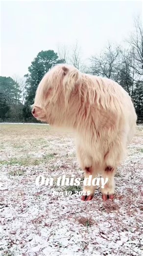 #onthisday No snow today just rain. #nc #lux #fluffycow #moo