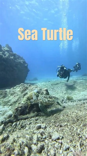 Sea Turtle